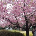 2 semaines au Japon : premier voyage