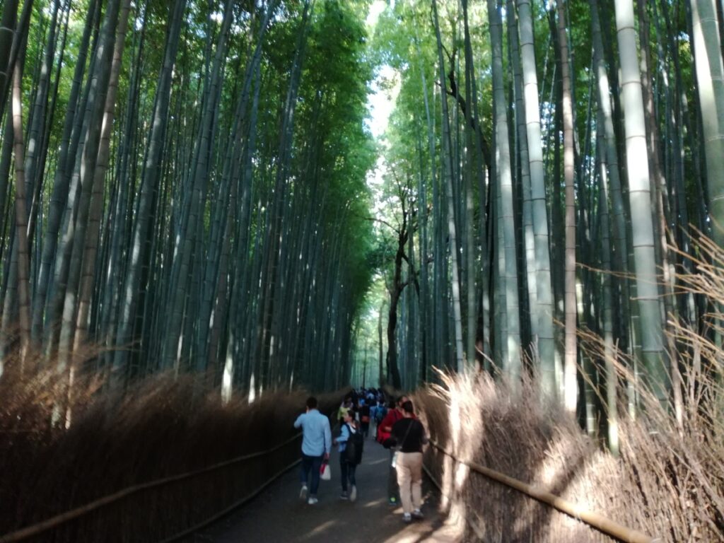 bambou arashiyama