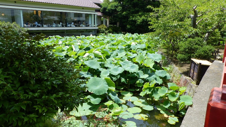 Lotus à Kamakura