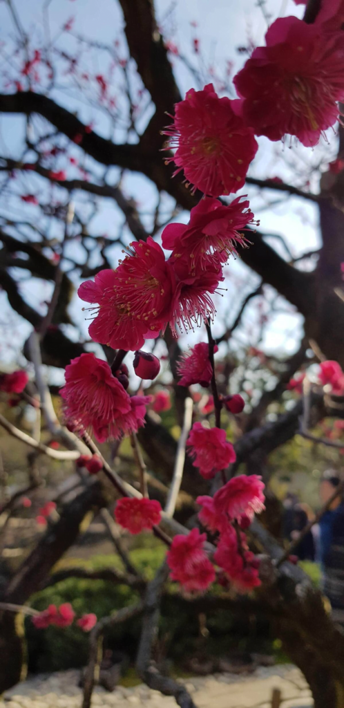 festivals et traditions japonaises de février