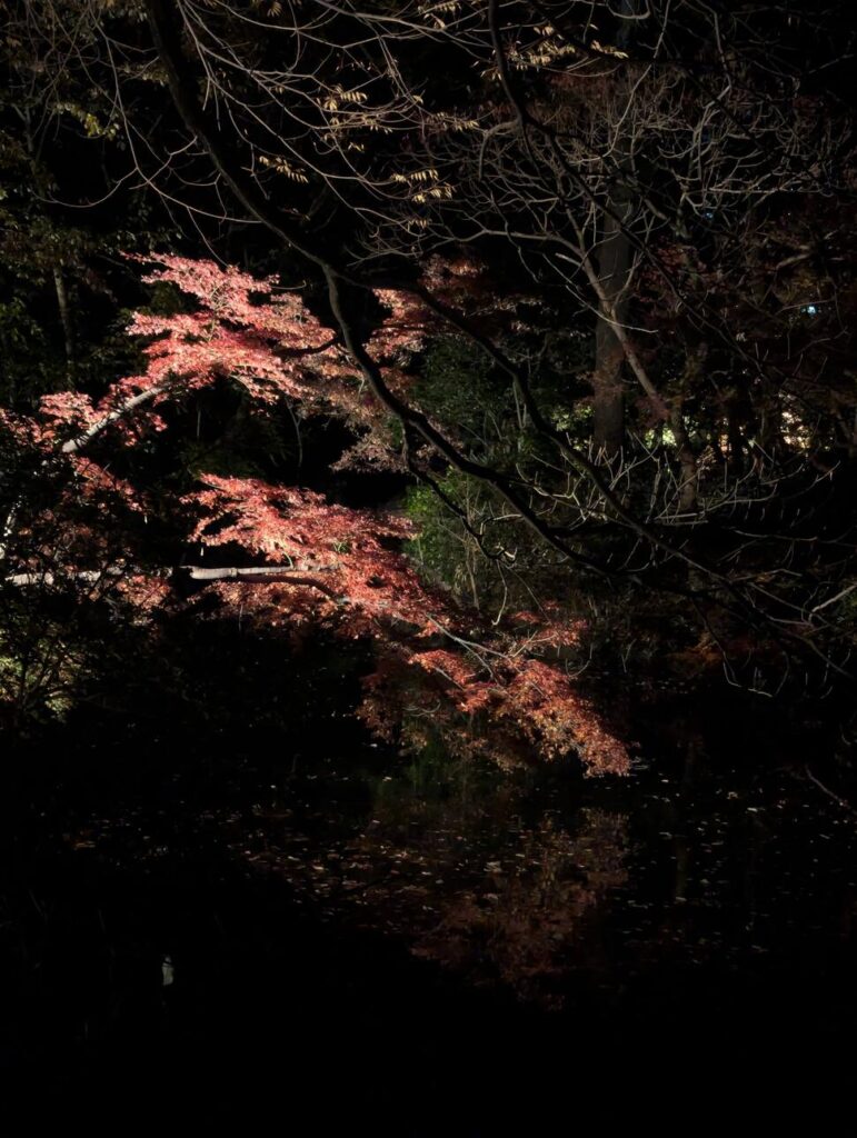 Rikugie-en illumination d'automne