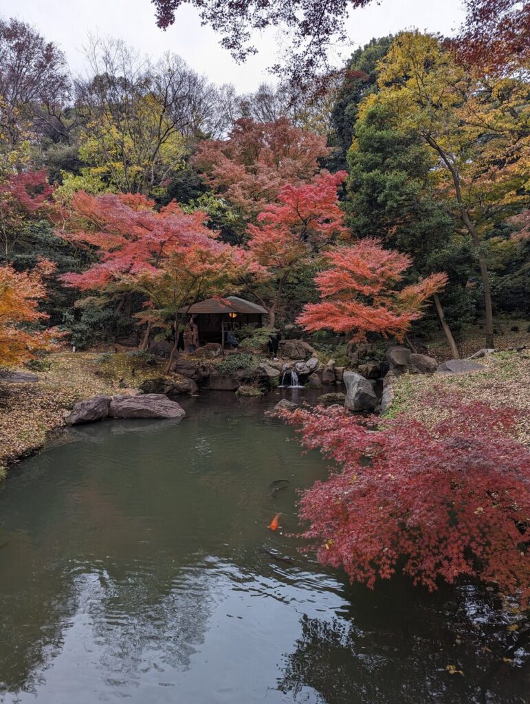érable en automne